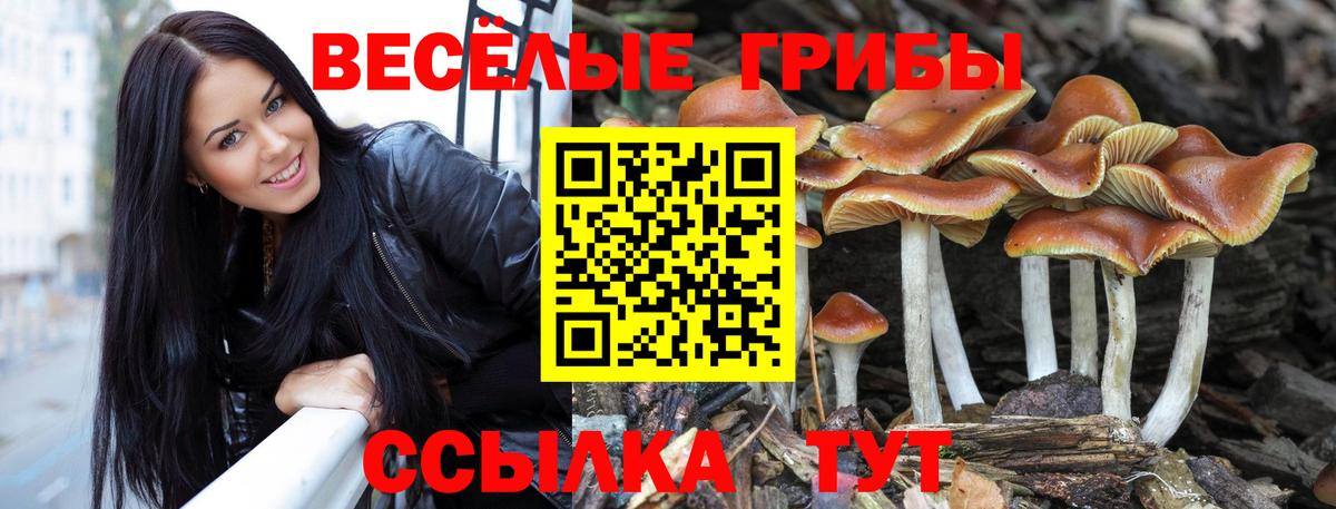 наркошоп  Вход с VPN  Псилоцибиновые грибы мицелий  Приморско-Ахтарск  Псилоцибиновые грибы Psilocybe 